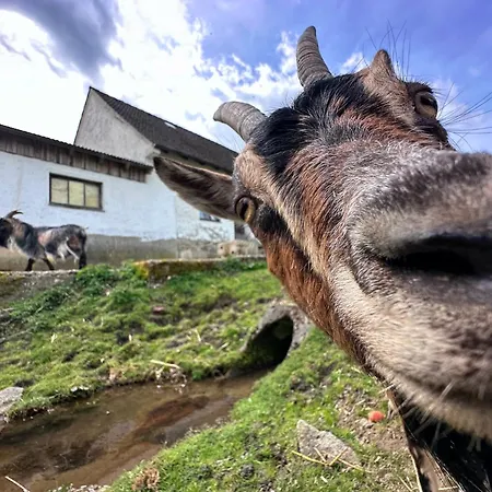 Seeblick - Tinyhouse Direkt Am